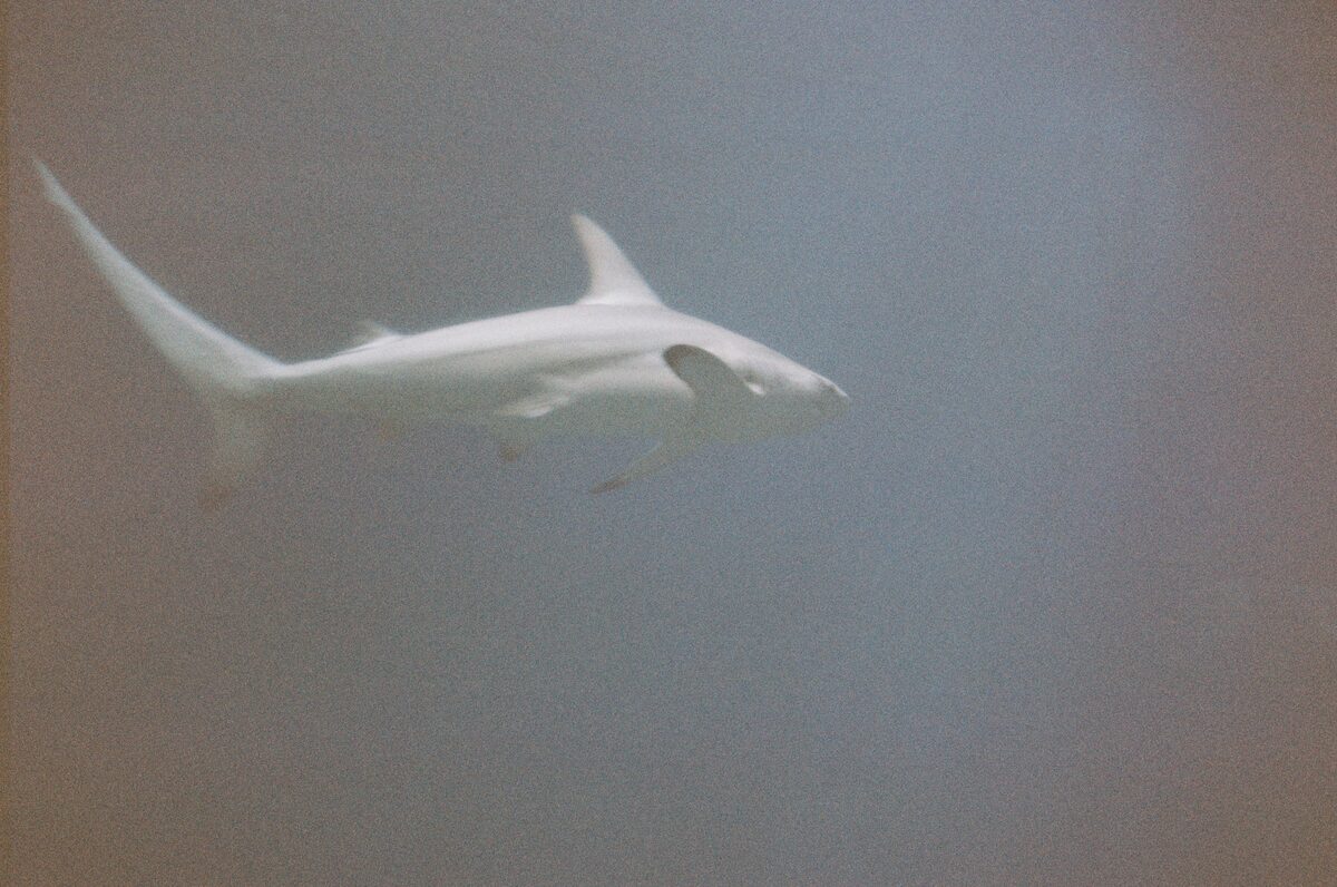 Aquarium, Burgers' Zoo