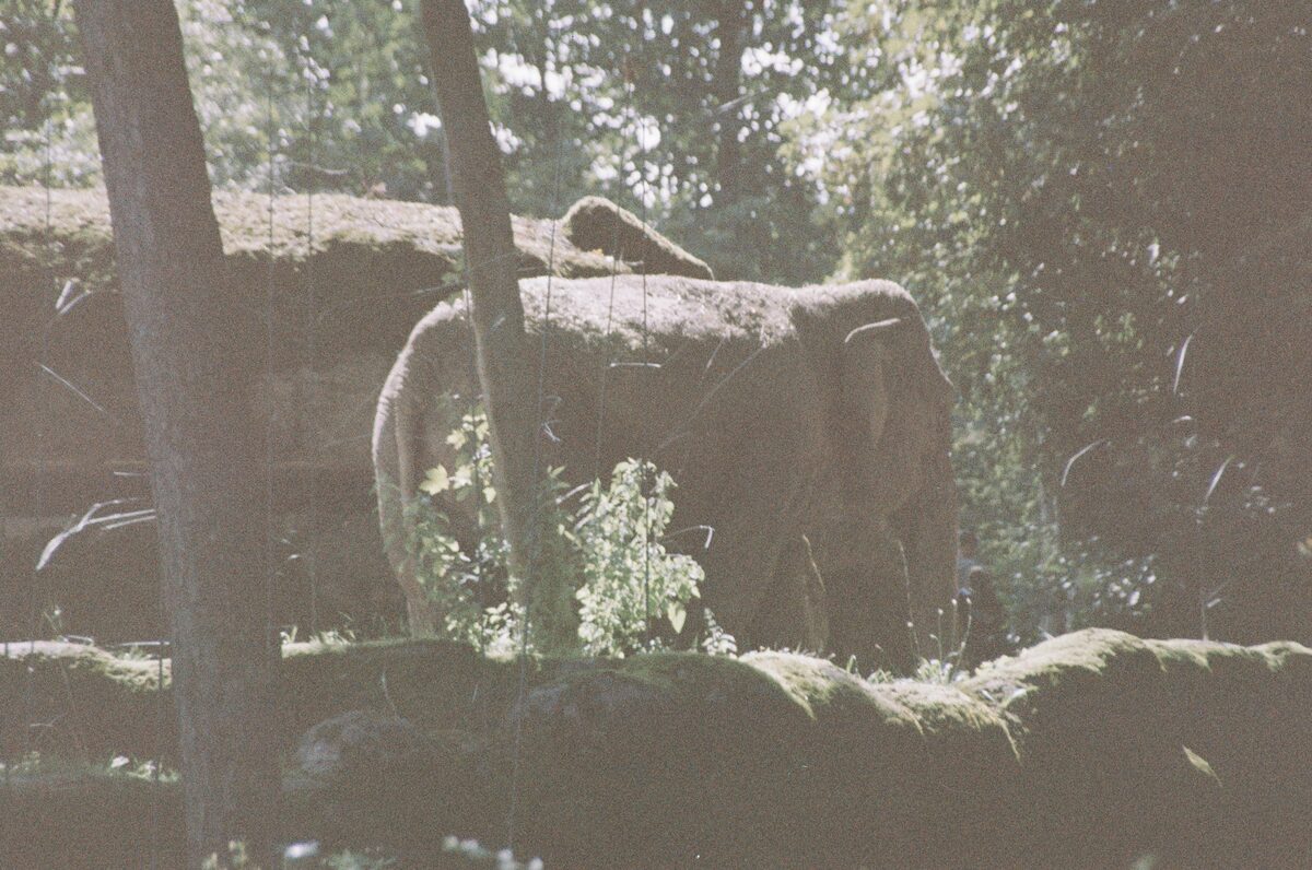 Olifant, Burgers' Zoo
